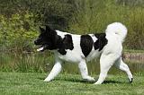 AKITA AMERICAIN 442